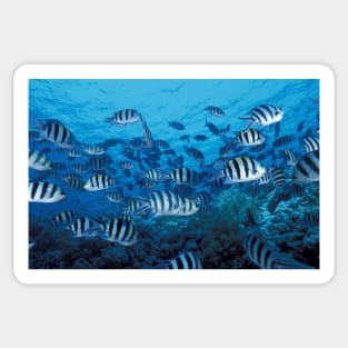 School of Striped Fish Sticker